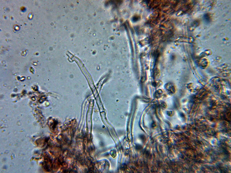 Corticial hydnoide para identificar. (Hyphodontia spathulata)